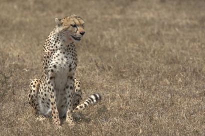 Cheeta in the Selous National Park