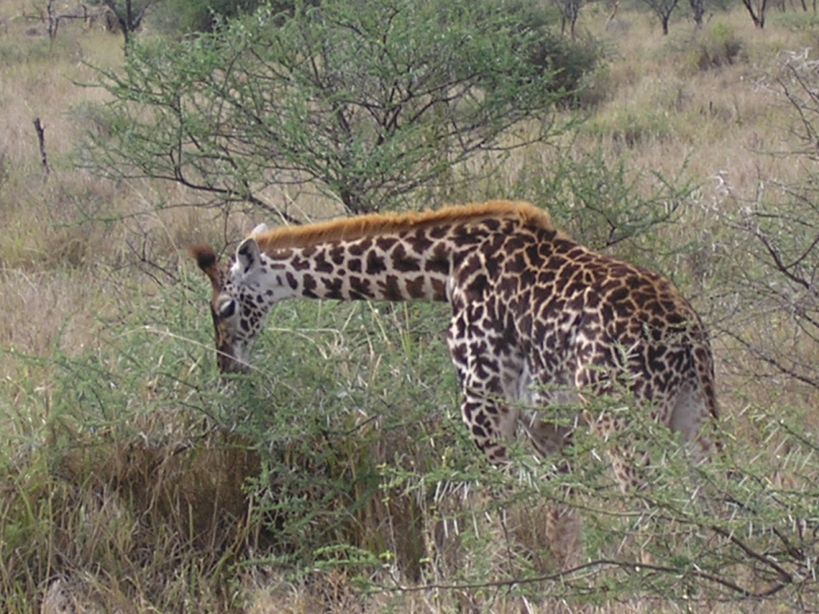 Girafe, parc de Manyara