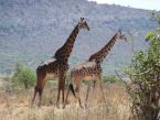 Girafenpaar im Serengeti Nationalpark