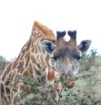 Girafe im Tarangire Nationalpark