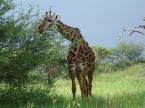 Girafe im Manyara Nationalpark