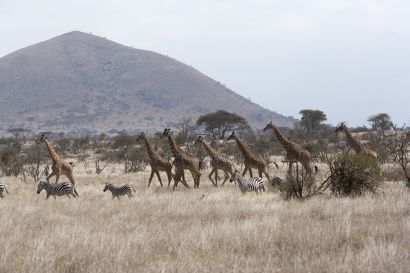 Troupeau de girafes