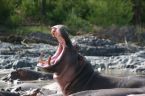 Hipopótamos en el Parque Nacional del Lago Manyara