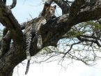 Leopard im Serengeti