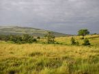Serengeti-Landschaft