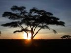 Amanecer en el Parque Nacional del Serengeti